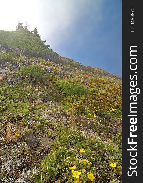 Mountain meadow in the Olympic Mountains of Washington State