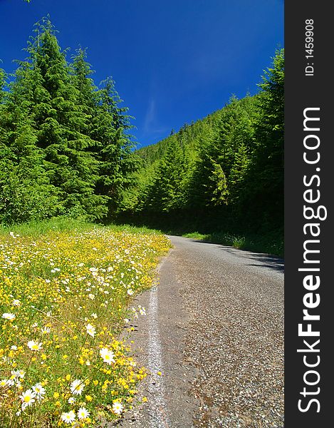 Mountain meadow on a roadside in the Olympic Mountains of Washington State