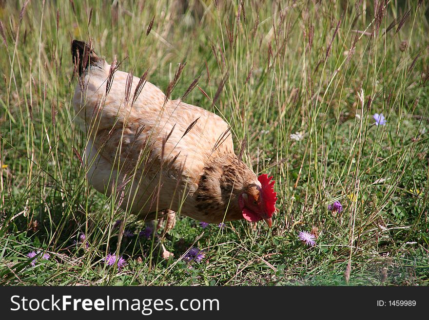 Cock picking food in a rural meadow