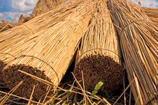 Reed Stacks Stock Photography Reed Stacks Stock Photography