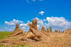 Reed Stacks Royalty Free Stock Photography Reed Stacks Royalty Free Stock Photography