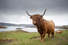 Highland Cow Stock Images