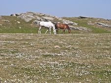 Farm Horses Grazing In Meadow Royalty Free Stock Photos Farm Horses Grazing In Meadow Royalty Free Stock Photos