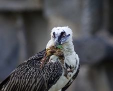 Bearded Vulture Take A Meat Royalty Free Stock Photo Bearded Vulture Take A Meat Royalty Free Stock Photo
