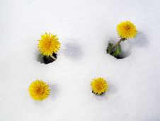Dandelions In Snow Stock Images