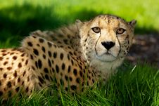 Cheetah Lying In Grass Stock Images Cheetah Lying In Grass Stock Images