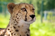 Cheetah Alert Stock Images Cheetah Alert Stock Images