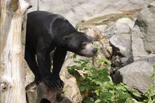 Sun Bear Royalty Free Stock Images