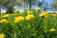 Yellow Dandelion Meadow Stock Image Yellow Dandelion Meadow Stock Image