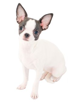 White With Black Chihuahua Puppy Portrait Isolated Stock Image White With Black Chihuahua Puppy Portrait Isolated Stock Image