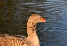 Greylag Goose In The Water Royalty Free Stock Photography Greylag Goose In The Water Royalty Free Stock Photography