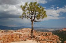 Tree At Bryce Canyon Royalty Free Stock Photography Tree At Bryce Canyon Royalty Free Stock Photography