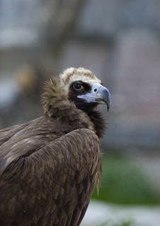 Black Vulture Close Up Royalty Free Stock Photography Black Vulture Close Up Royalty Free Stock Photography