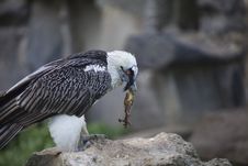 Bearded Vulture Take A Meat Stock Photos