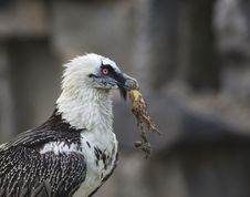 Bearded Vulture Take A Meat Royalty Free Stock Images Bearded Vulture Take A Meat Royalty Free Stock Images