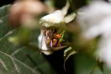 Bee On Flower Close-up Stock Photography Bee On Flower Close-up Stock Photography