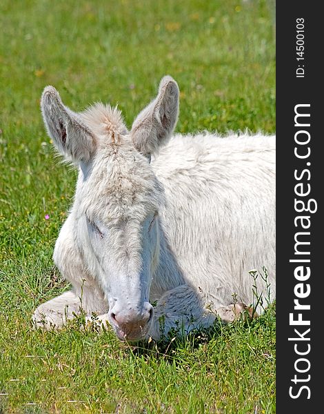 A white donkey (a special breed of donkeys) resting on a green field. A white donkey (a special breed of donkeys) resting on a green field