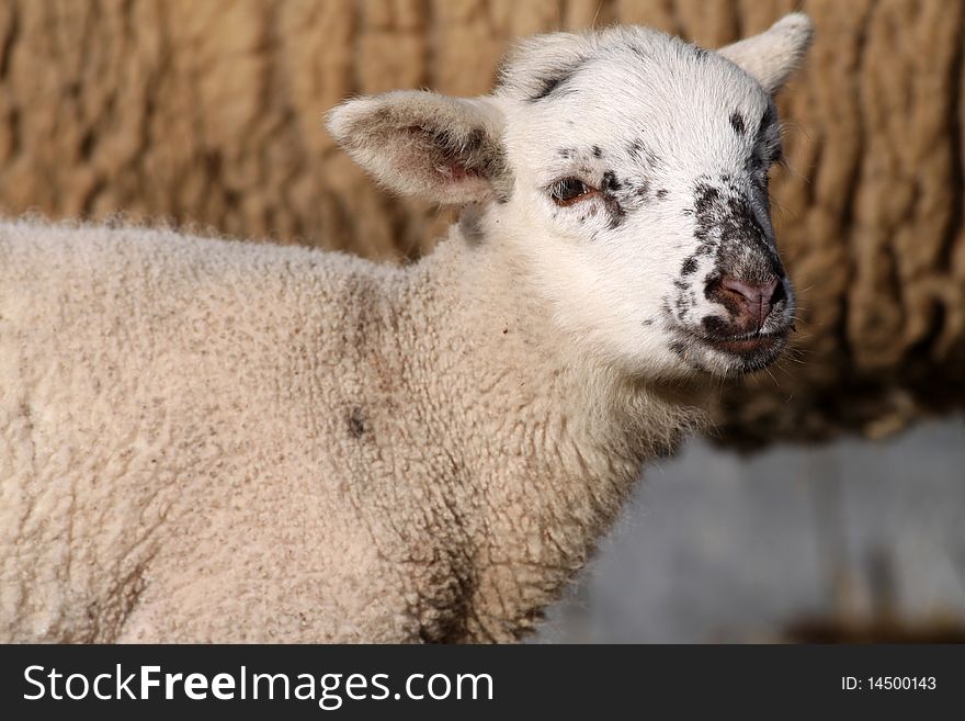 Newborn white lamb in germany