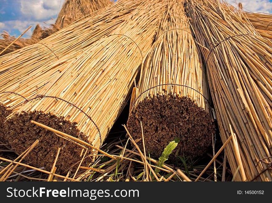 Reed stacks, the result of traditional Hungarian reed harvestug - a closeup