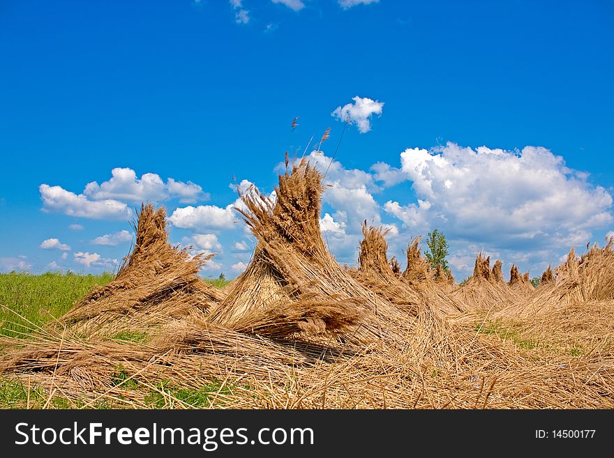 Reed stacks (traditional Hungarian reed harvesting) in a green field