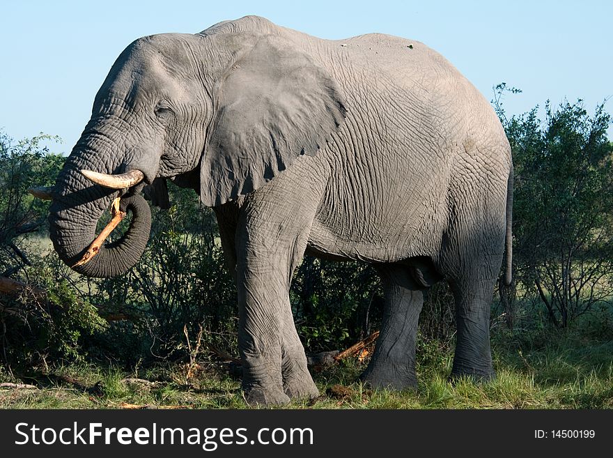 A large bull elephant picks up part of a tree with its trunk. Taken early morning in the Okavango Delta, Botswana. A large bull elephant picks up part of a tree with its trunk. Taken early morning in the Okavango Delta, Botswana.