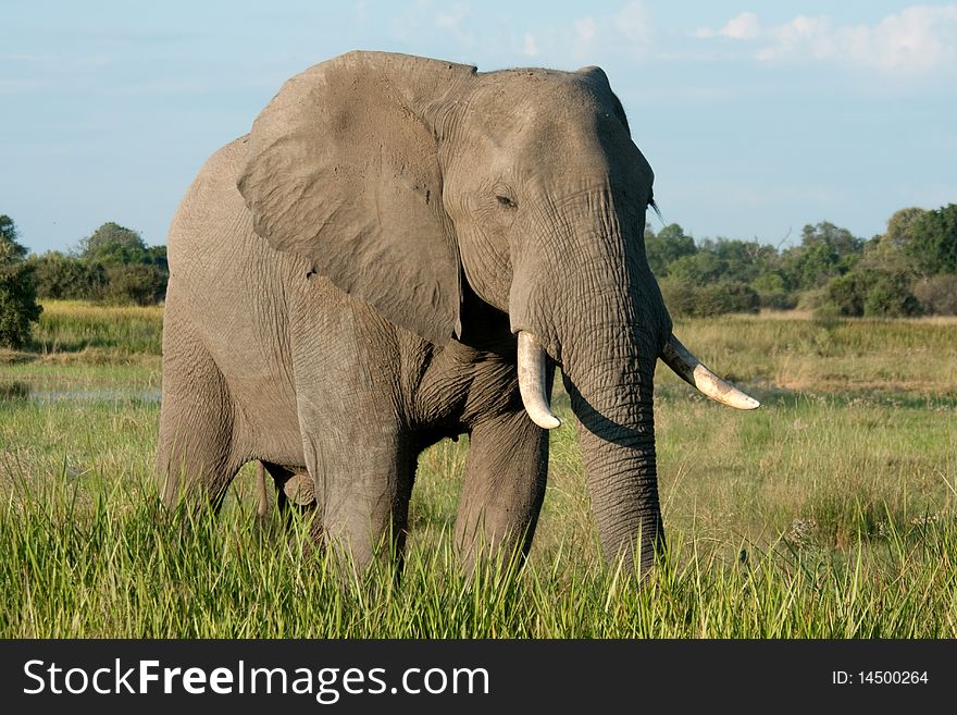 An elephant stands in some long green grass in the Okavango Delta, Botswana. An elephant stands in some long green grass in the Okavango Delta, Botswana.