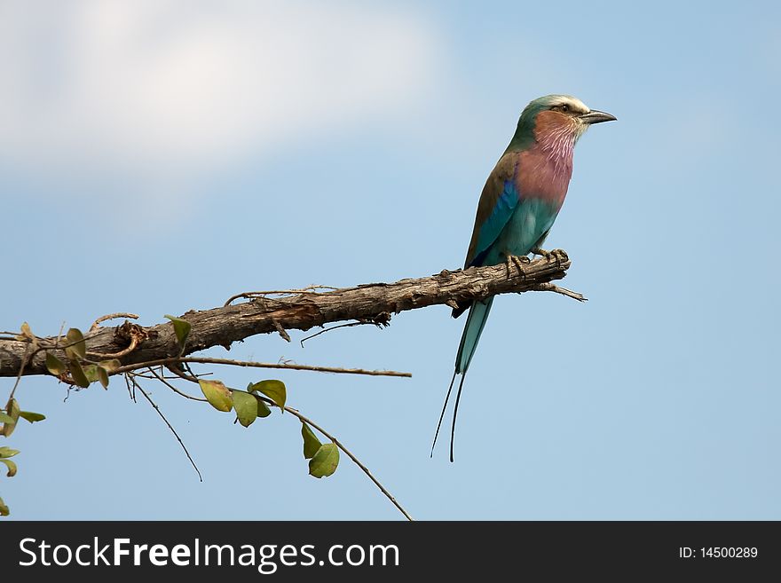 Lilac-Breasted Roller On A Branch