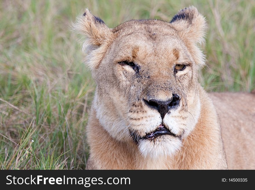 A headshot of a lioness with a missing eye in the Northern Okavango Delta, Botswana. A headshot of a lioness with a missing eye in the Northern Okavango Delta, Botswana.