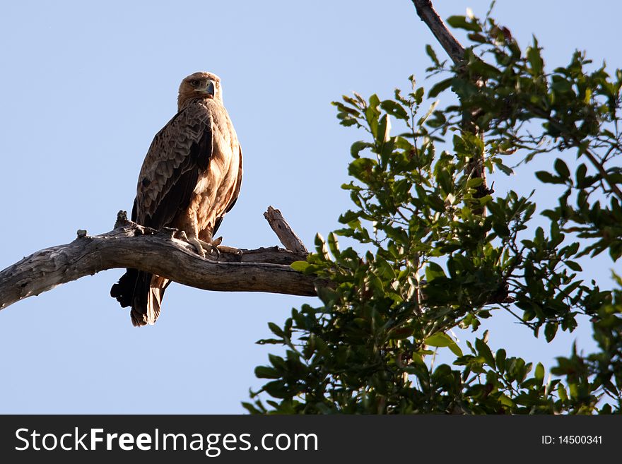 A tawny eagle (aquila rapax) in a tree in the Okavango Delta, Botswana.