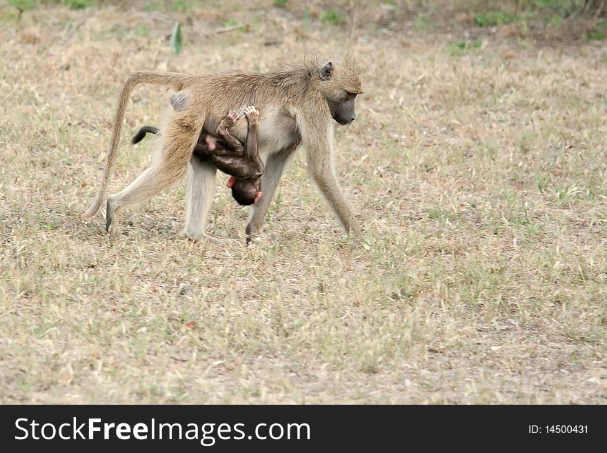 Baboon Carrying A Baby
