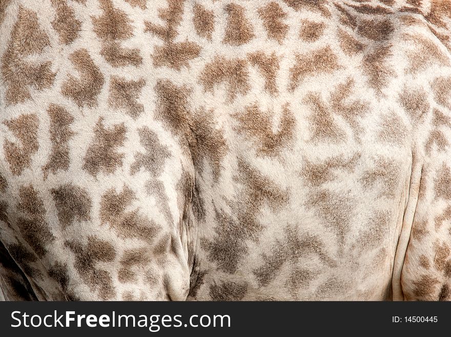 A close up of the pattern on the skin of a giraffe. A close up of the pattern on the skin of a giraffe.