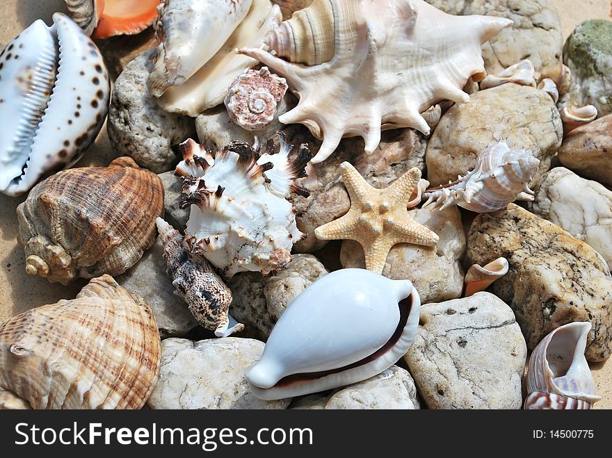 Background with few stones and different seashells. Background with few stones and different seashells