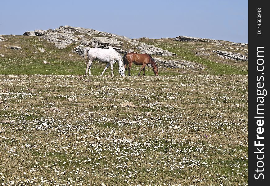 Farm Horses Grazing In Meadow