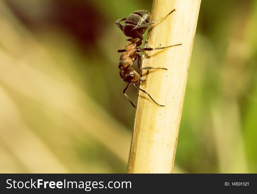 Wood ant, in a habitat of dwelling. Russia. Kamchatka. Wood ant, in a habitat of dwelling. Russia. Kamchatka.