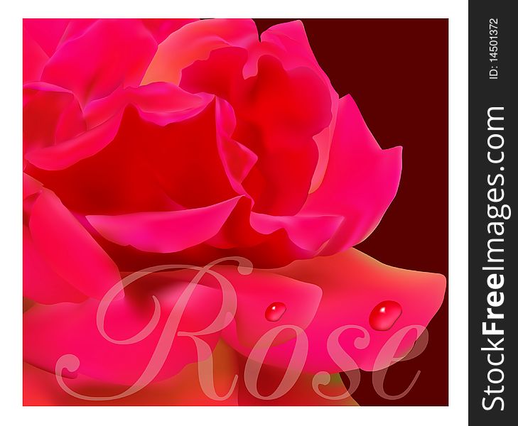 Beautiful red rose illustration on white