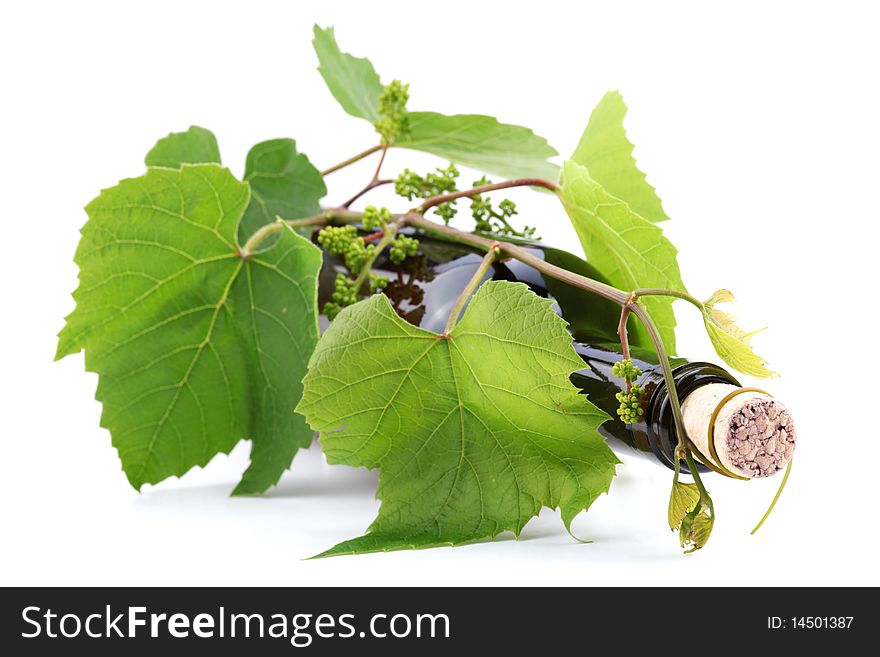 Bottle of wine in the vine on a white background