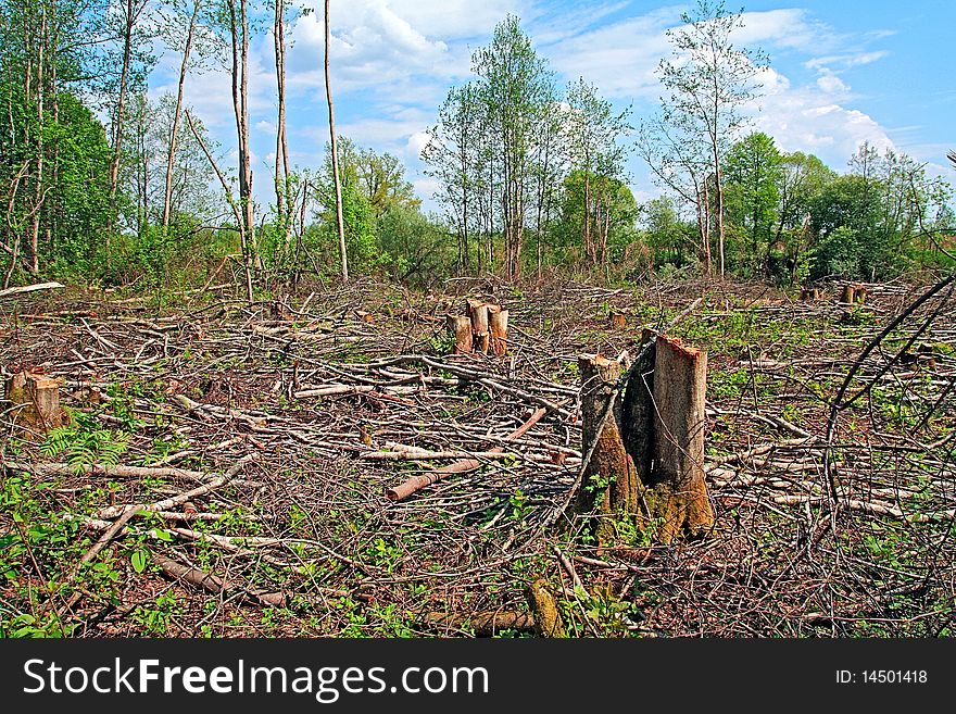 Stump and bough in wood. Stump and bough in wood