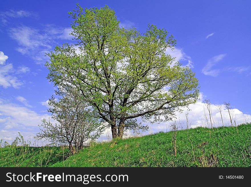 Big oak on summer field. Big oak on summer field