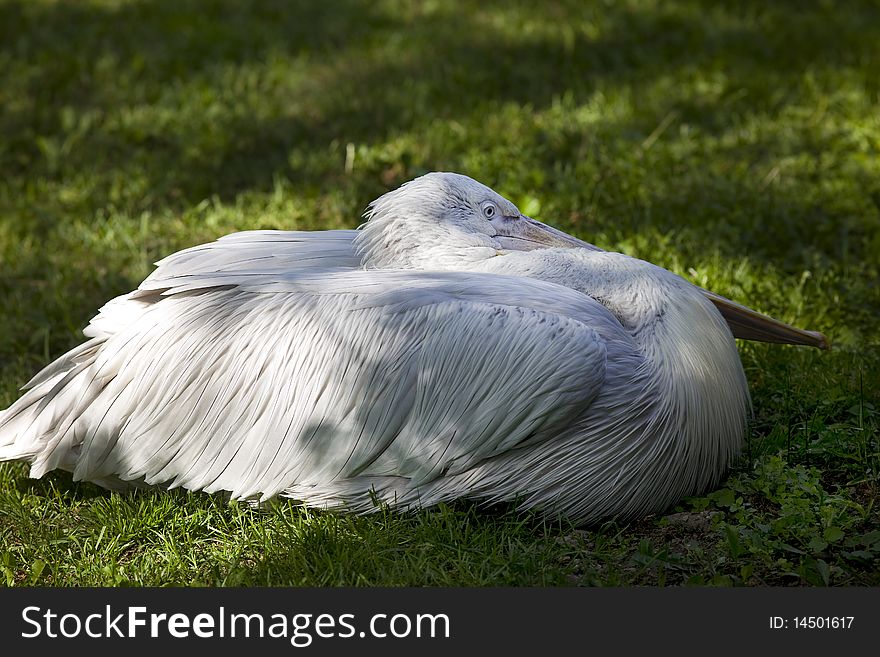 Pelican on grass