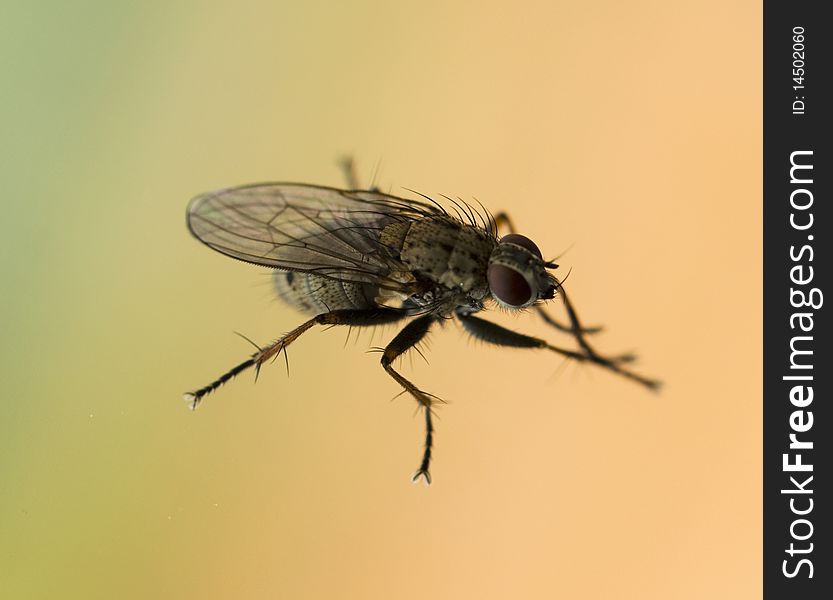 Macro of a fly on a colored background