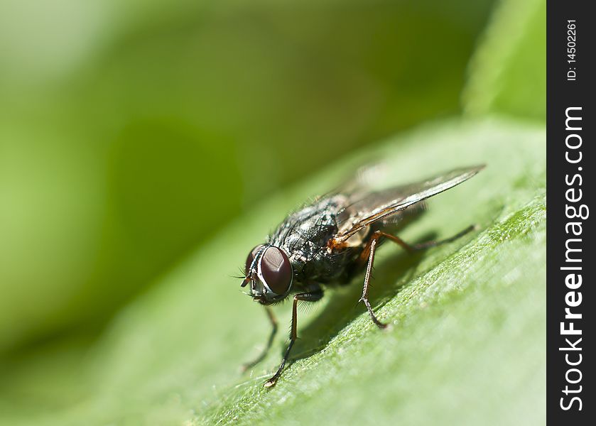 Macro fly on green leaf. Shallow depth of field.