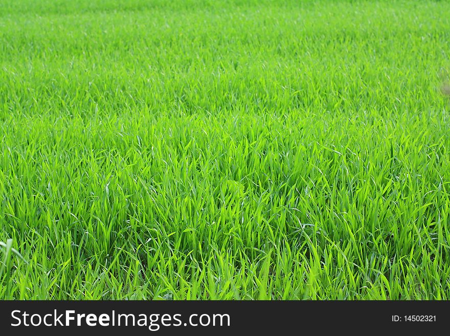 Young wheat growing in the fields background