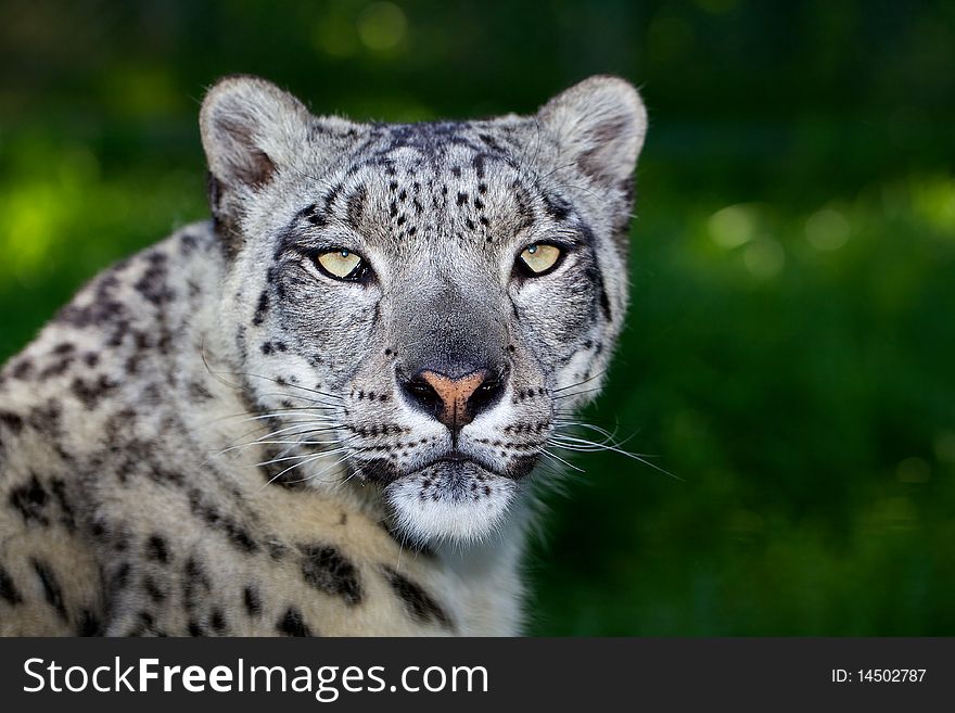 An adult Snow Leopard looking straight at the camera