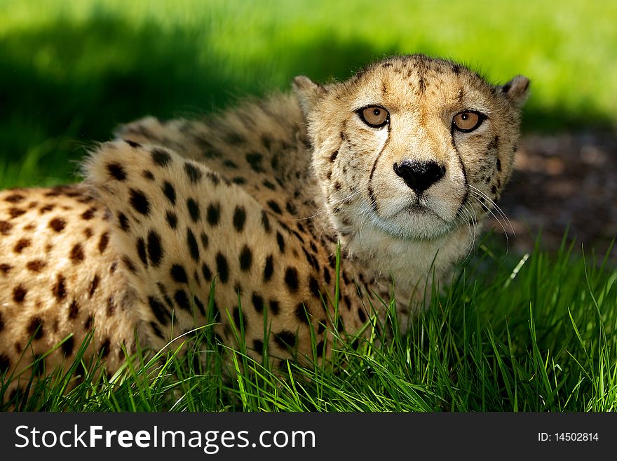 An adult cheetah lying in shaded grass looking at the camera. An adult cheetah lying in shaded grass looking at the camera