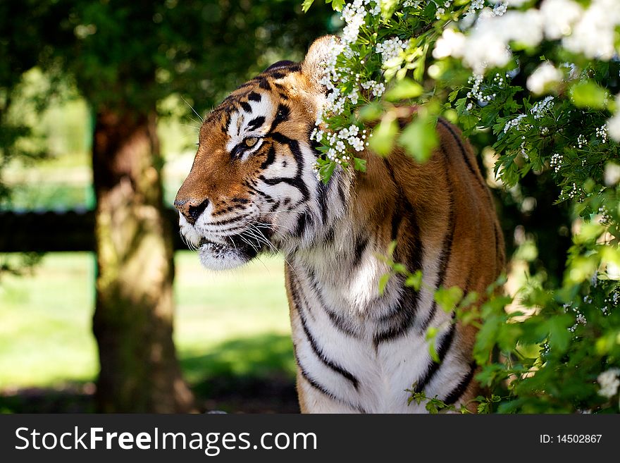 An adult female tiger amongst a spring hawthorn bush. An adult female tiger amongst a spring hawthorn bush