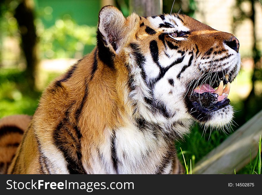 An adult female tiger taking a break in the spring sun