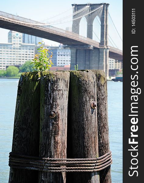 A dock post with a sprouting plant on it in with the Brooklyn Bridge in the background. A dock post with a sprouting plant on it in with the Brooklyn Bridge in the background.