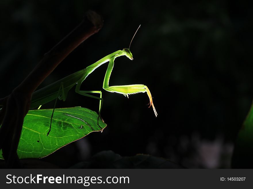 Background mantis The green leaves