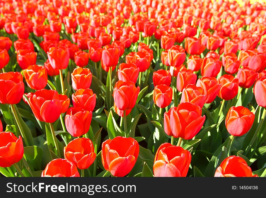 Beautiful red tulips field tilled