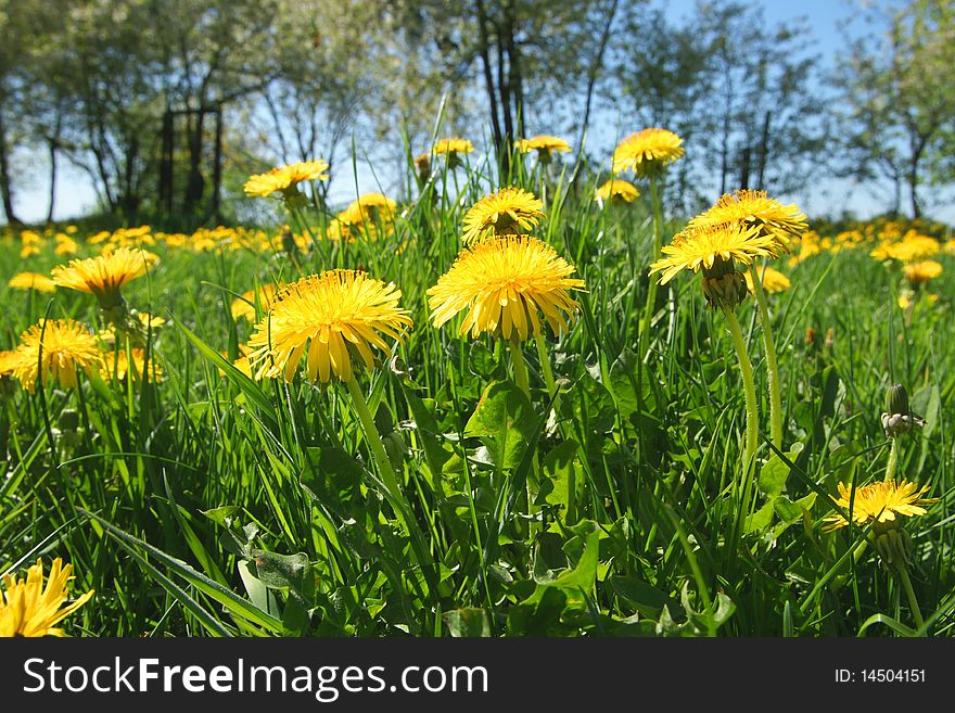 Beautiful spring panoramatic shot with a dandelion meadow and blue sky as background. Beautiful spring panoramatic shot with a dandelion meadow and blue sky as background
